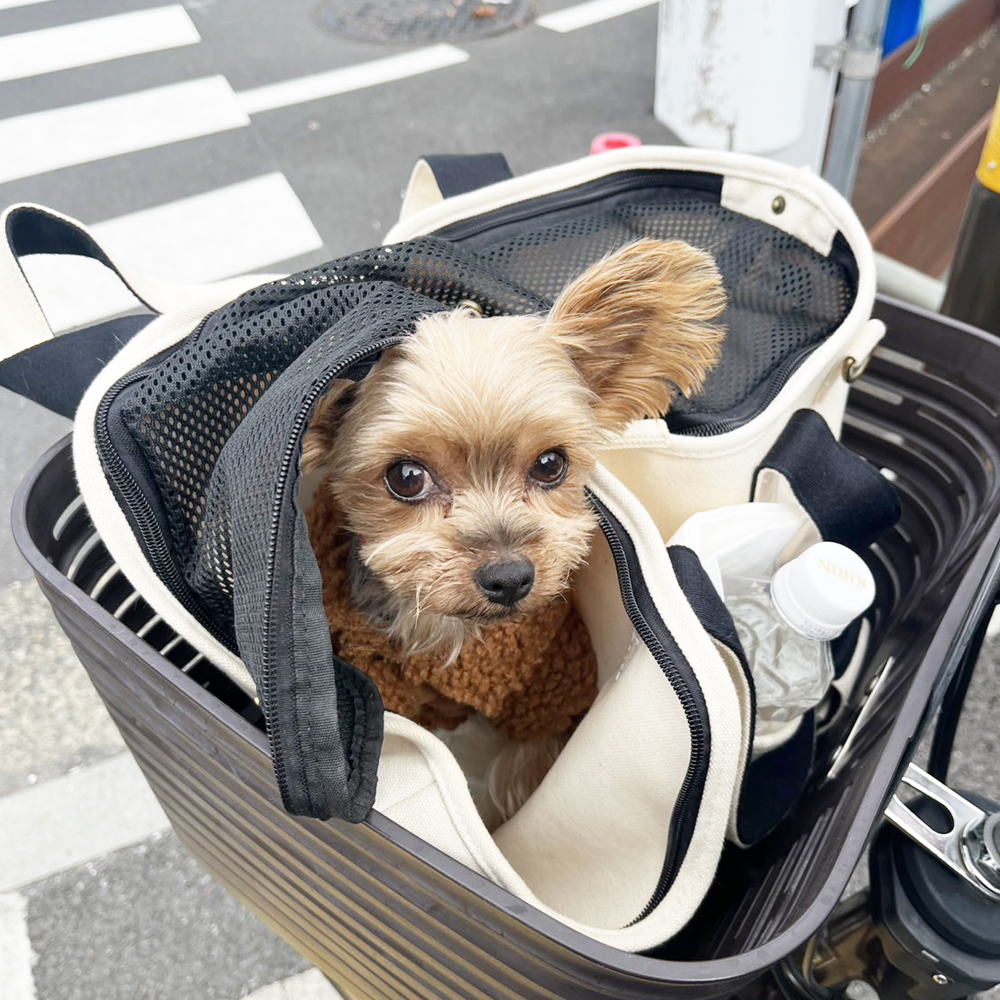 卒業犬あんなちゃんの近況☆